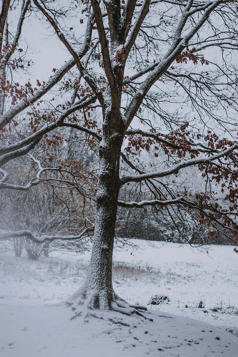 outdoors tree covered by snow during daytime tree