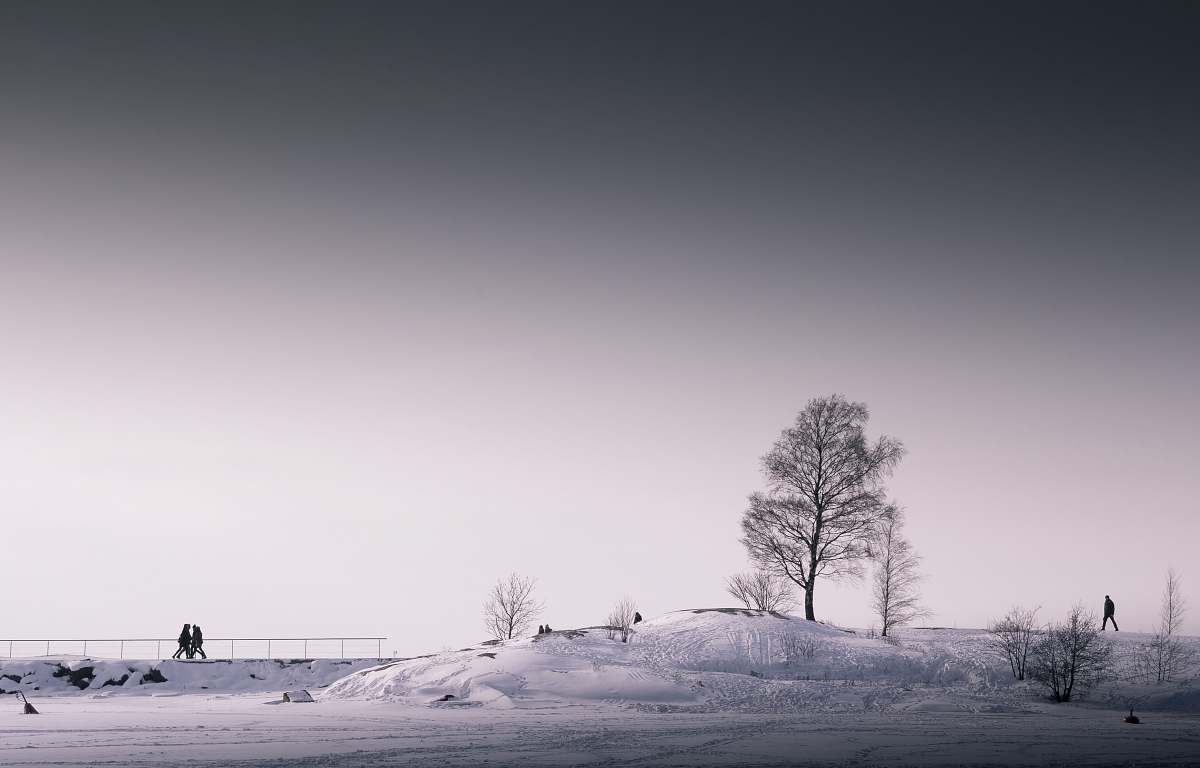 snow tree under gray sky winter