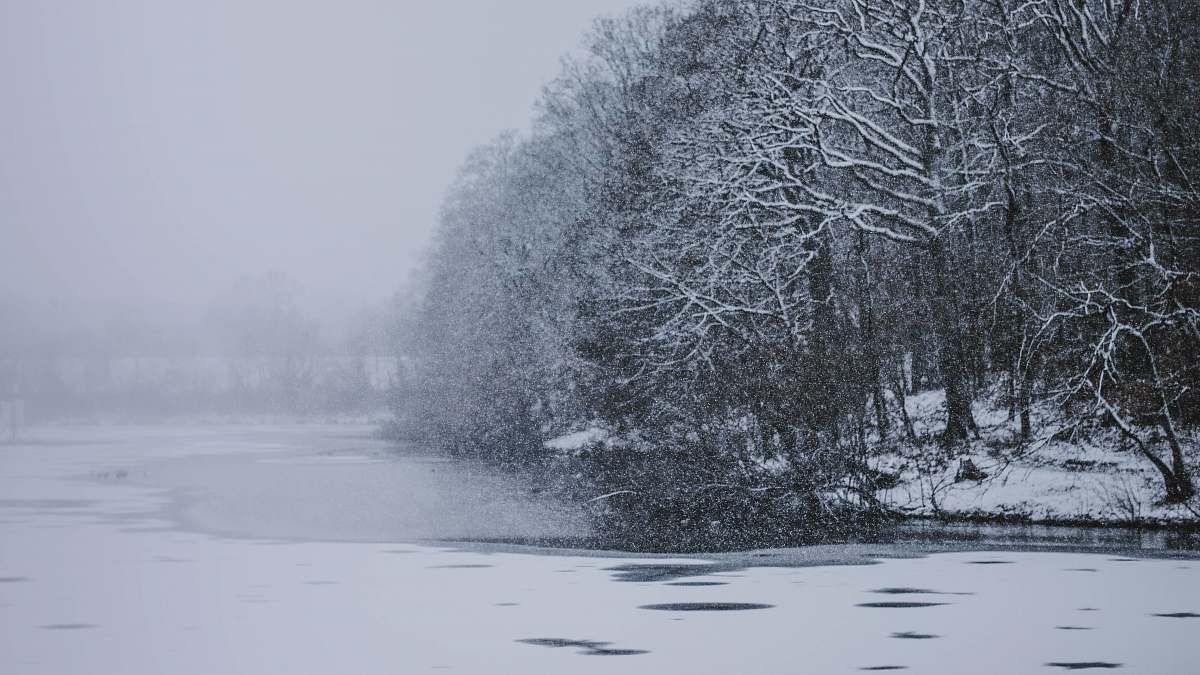 grey trees covered by snow during winter season snow