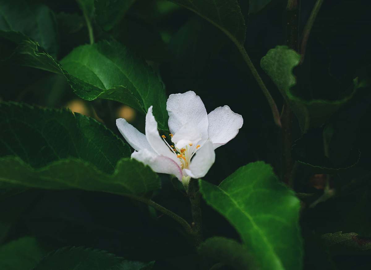 aurora white flower photography night