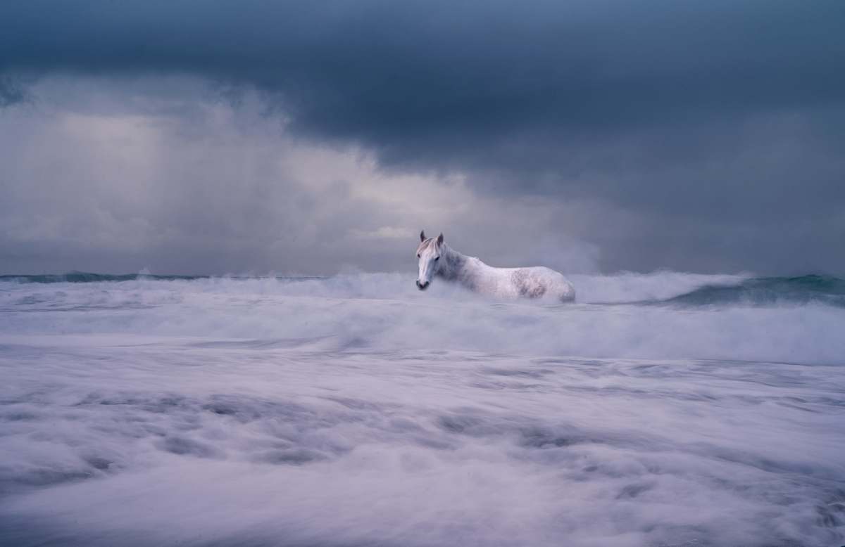 outdoors white horse on body of water sea