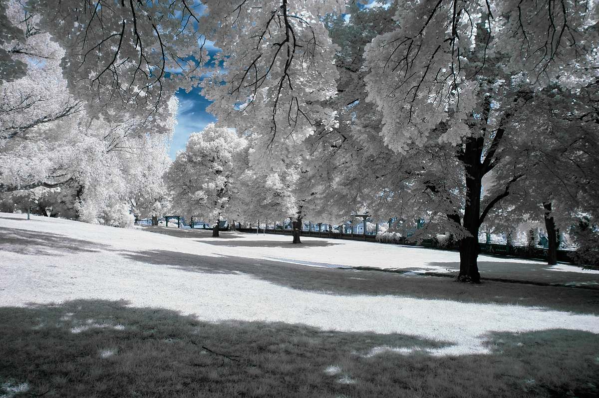 landscape white leafed trees surrounded with grass fields trees