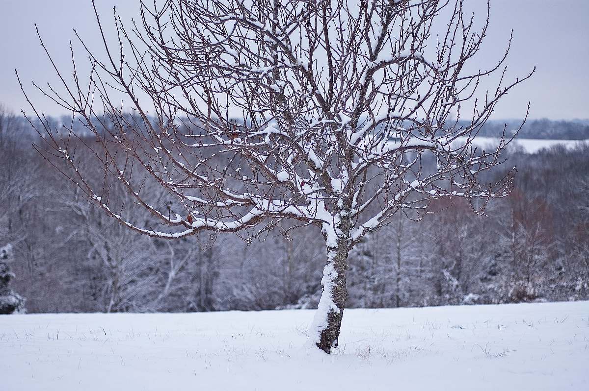 outdoors withered tree with snow snow