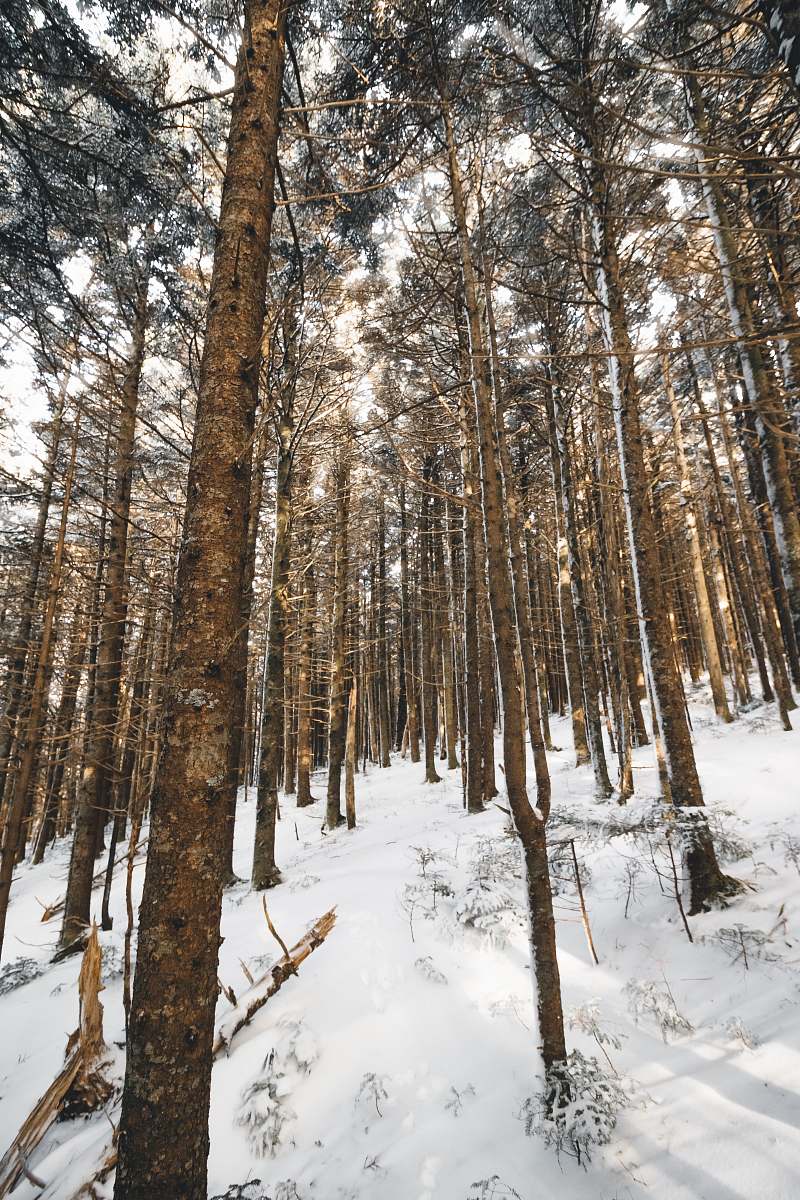 tree worm's eye photo of green leafed trees in snow forest