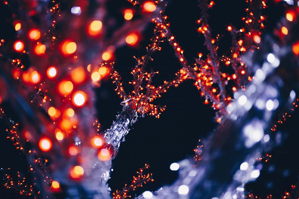 mechelen close-up photo of illuminated treee belgium