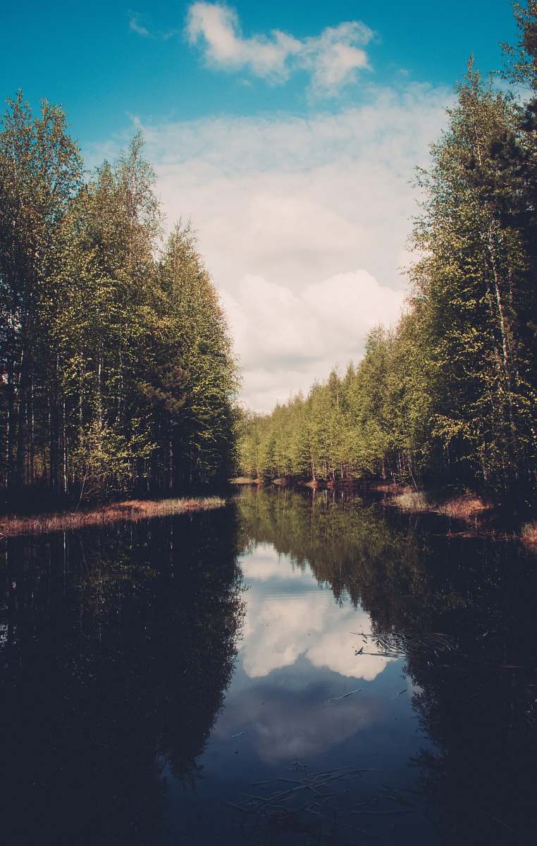 water river between forest trees