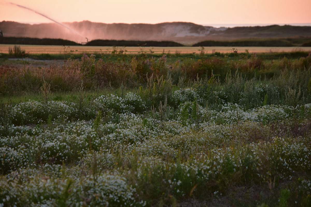 field white flowering plants during daytime grassland
