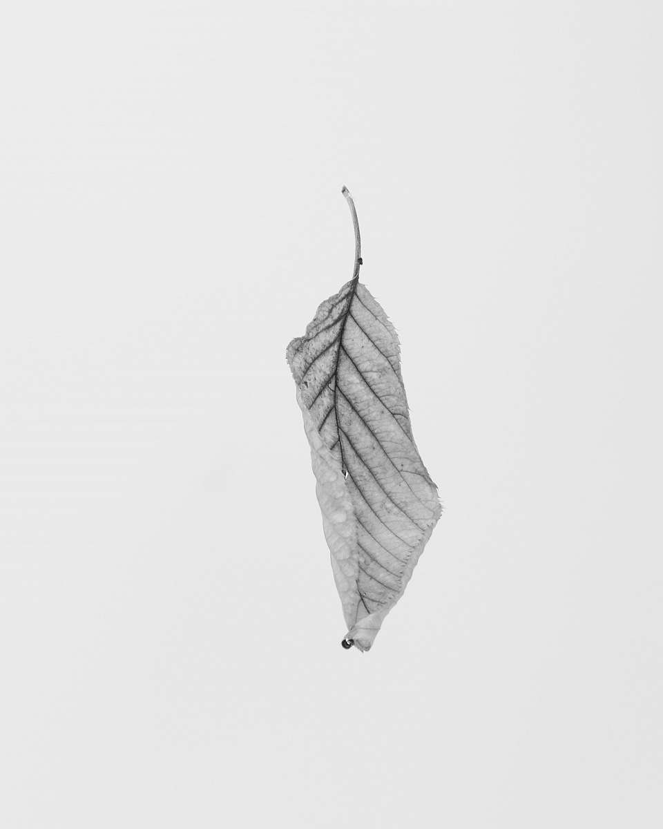 white grayscale of leaf black-and-white