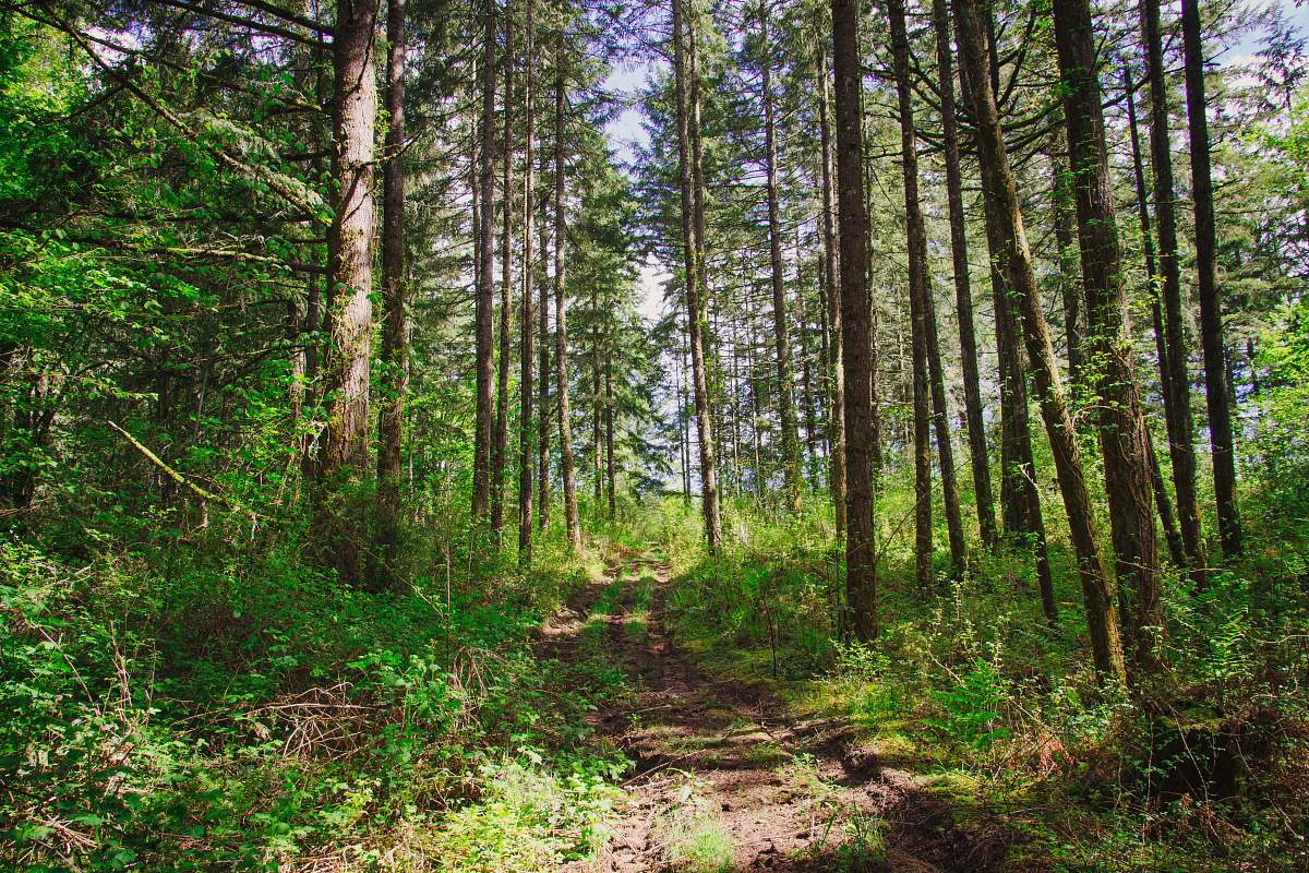 trail trees on forest during daytime tree