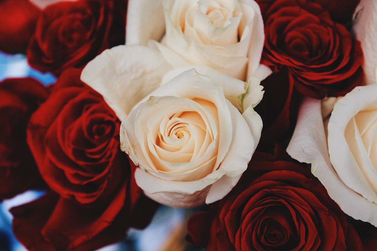 human shallow focus photography of red and beige roses person