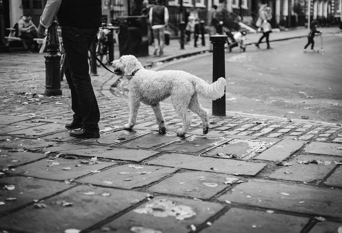 black-and-white grayscale photo of dog walking on sidewalk dog