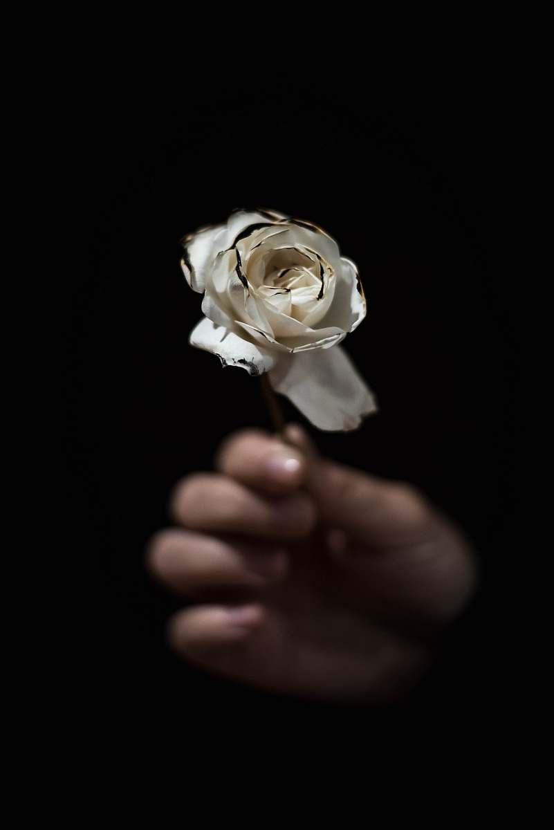 flower person holding white rose rose