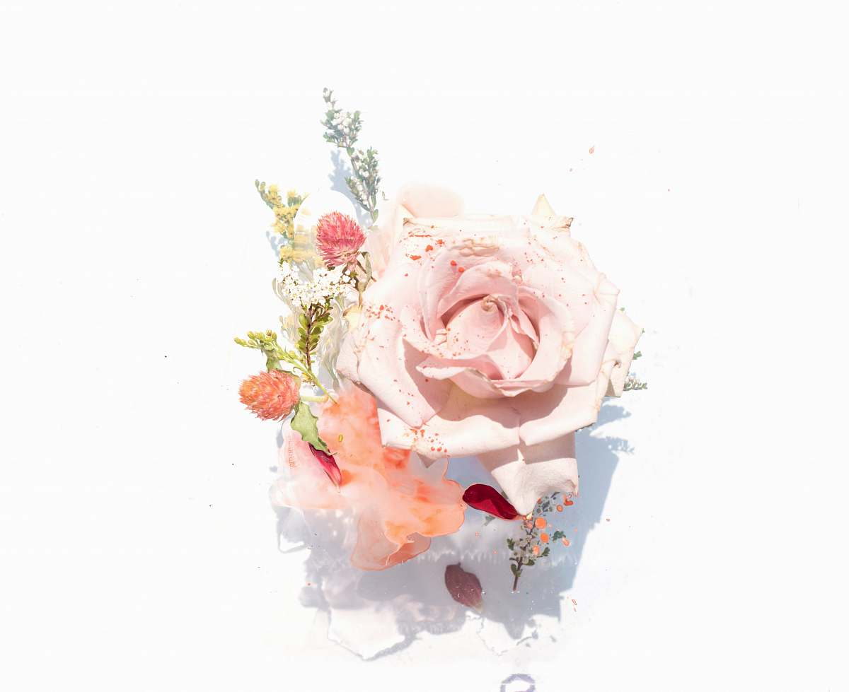 human pink roses illustration flower