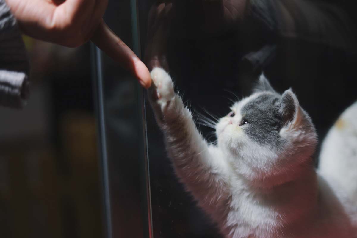 human short-fur white cat cat