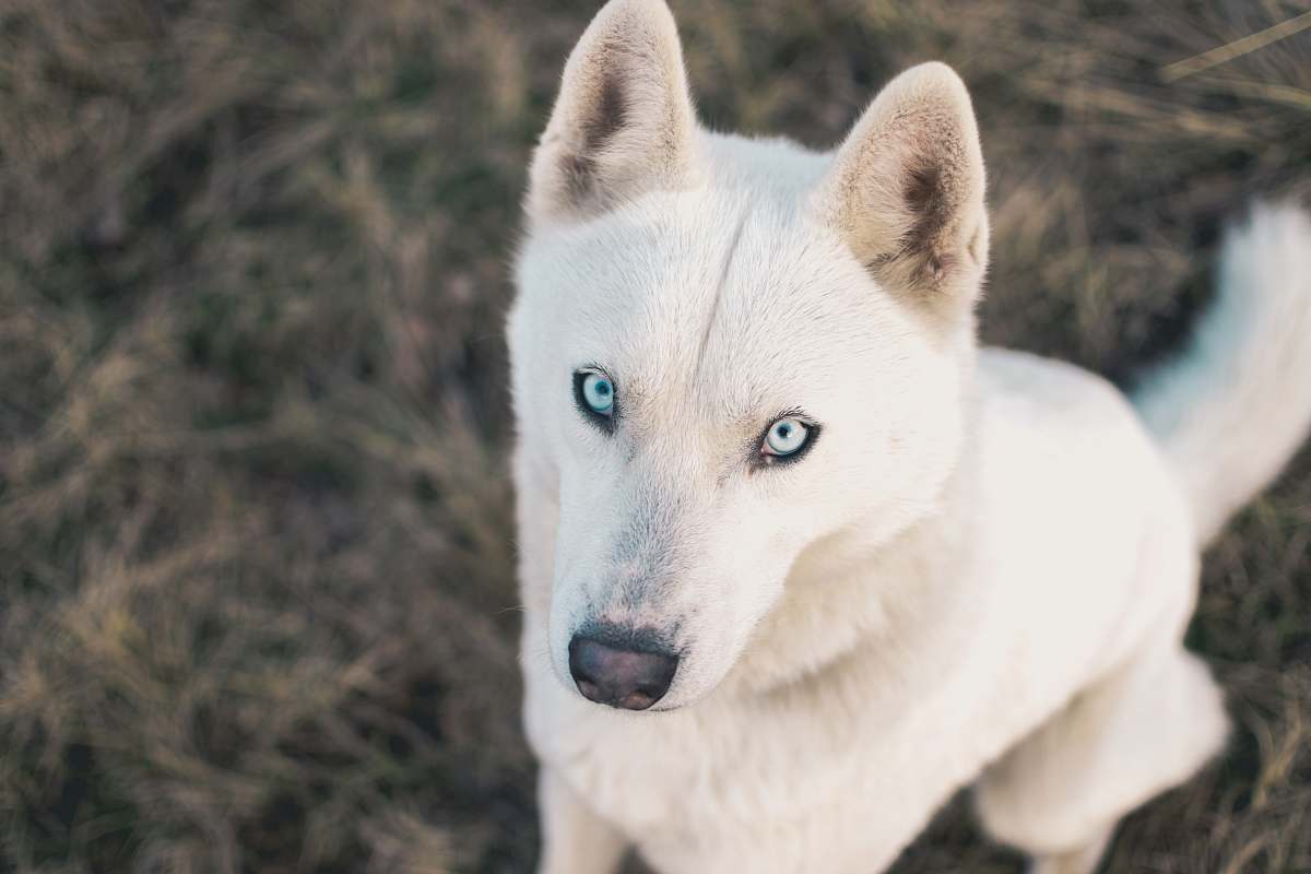 animal adult white German shepherd canine