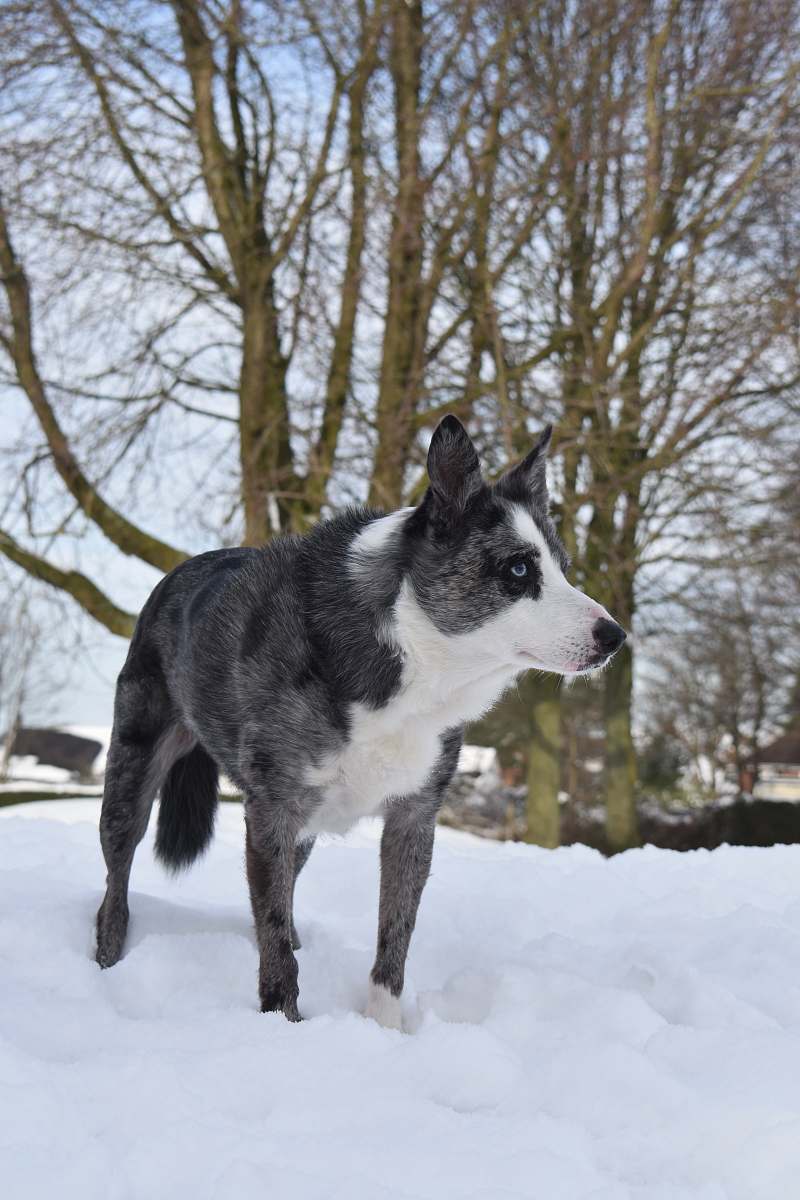 dog black and white dog standing on snow canine
