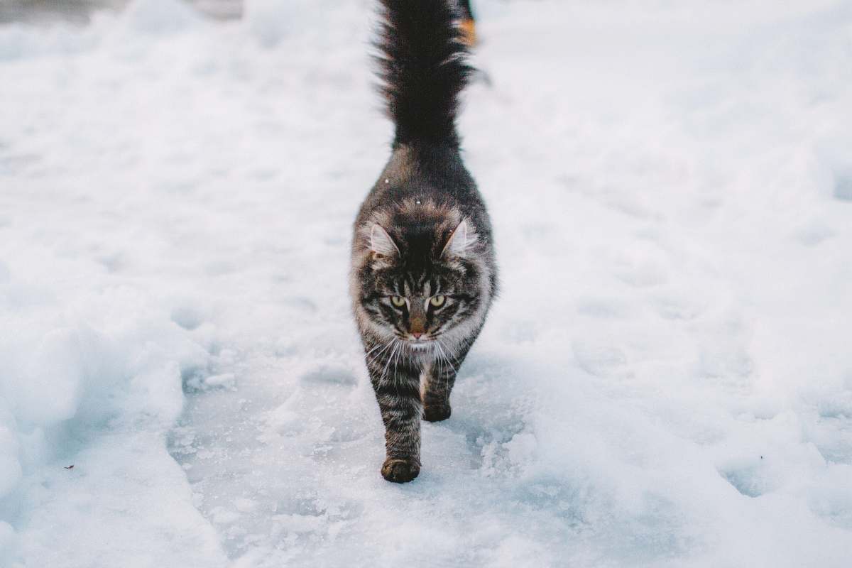 cat brown maine coon cat norway