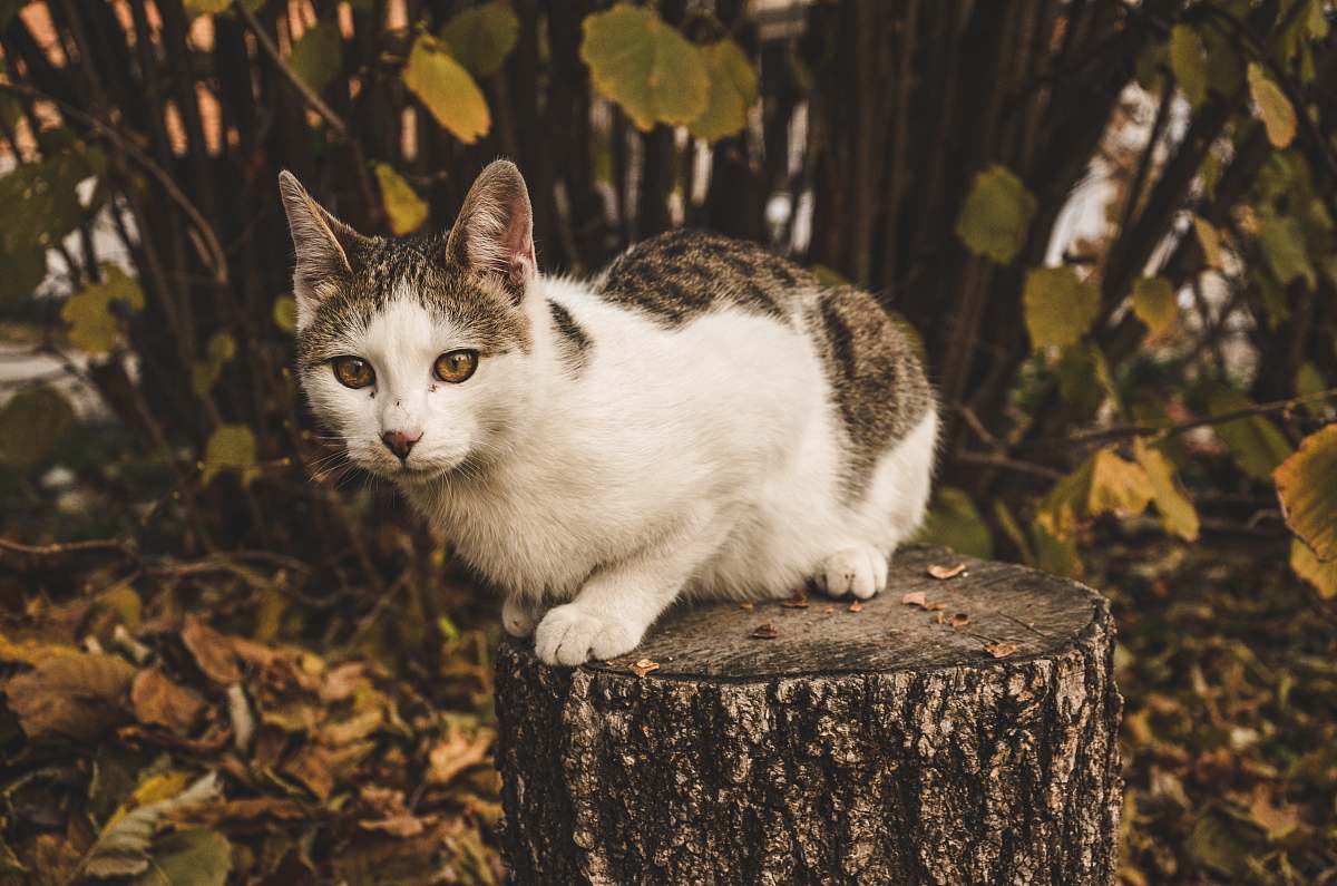 cat closeup photo of black and white tabby cat tree