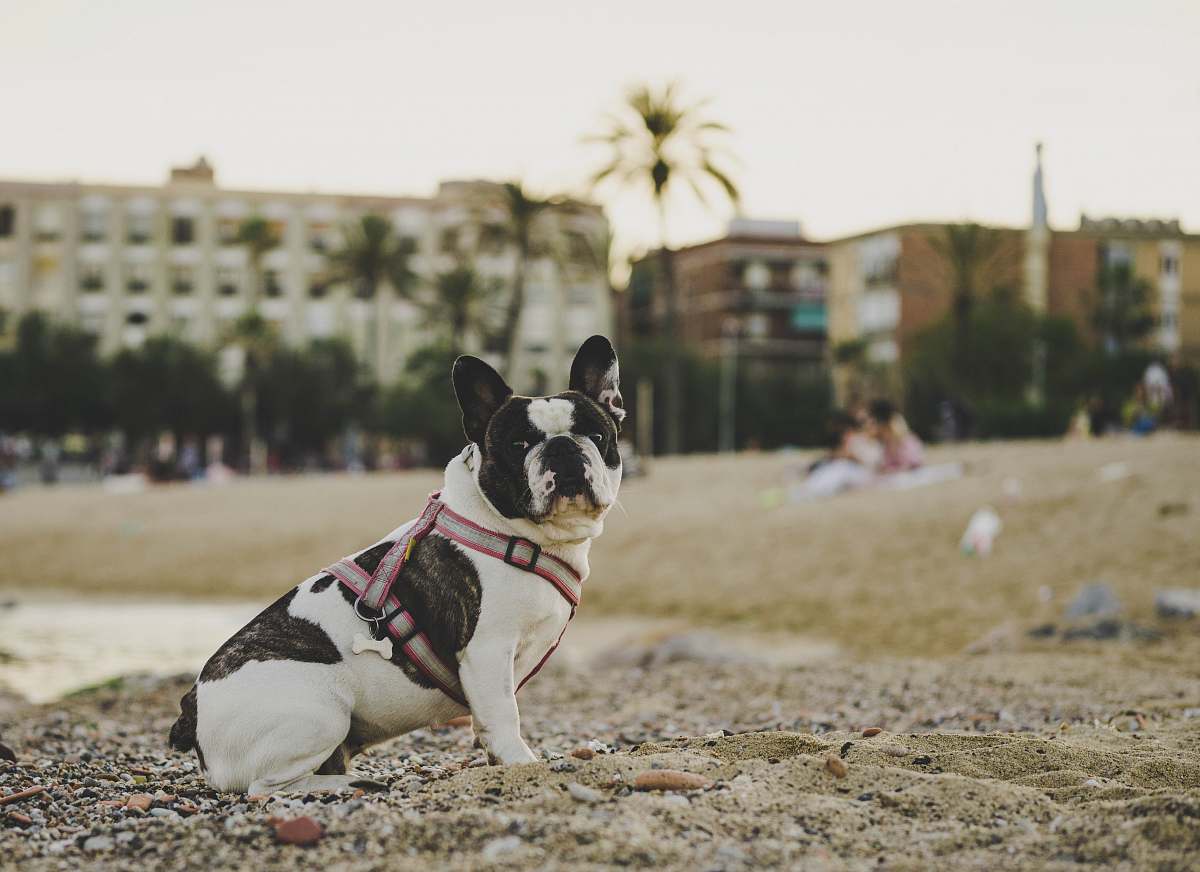 dog selective focus photo of short-coated white and black dog sitting on sand canine