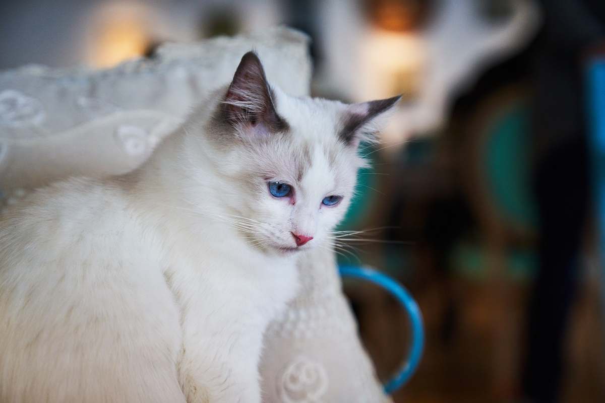 cat selective focus photography of cat leaning on white pillow animal