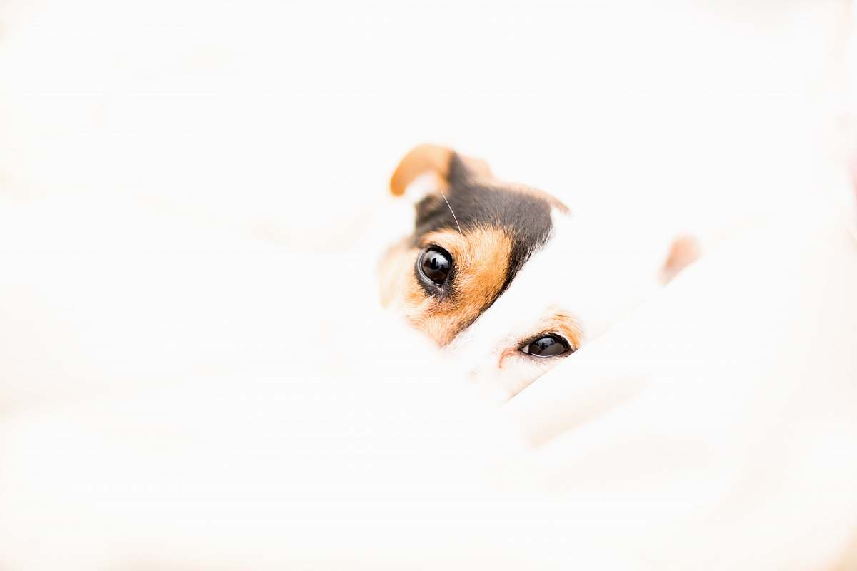canine short-coated white and brown dog dog