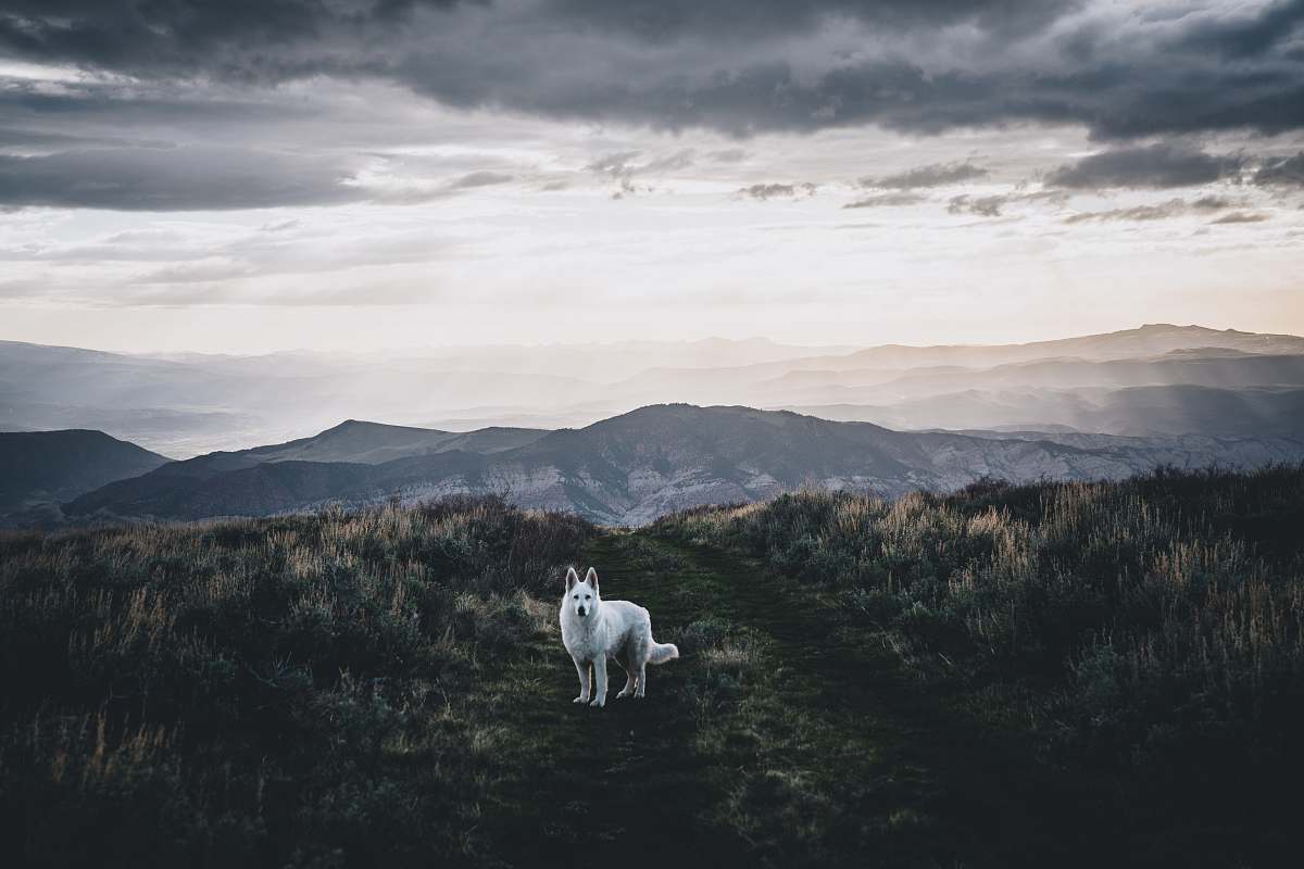 animal white dog on grass field under dark clouds white dog