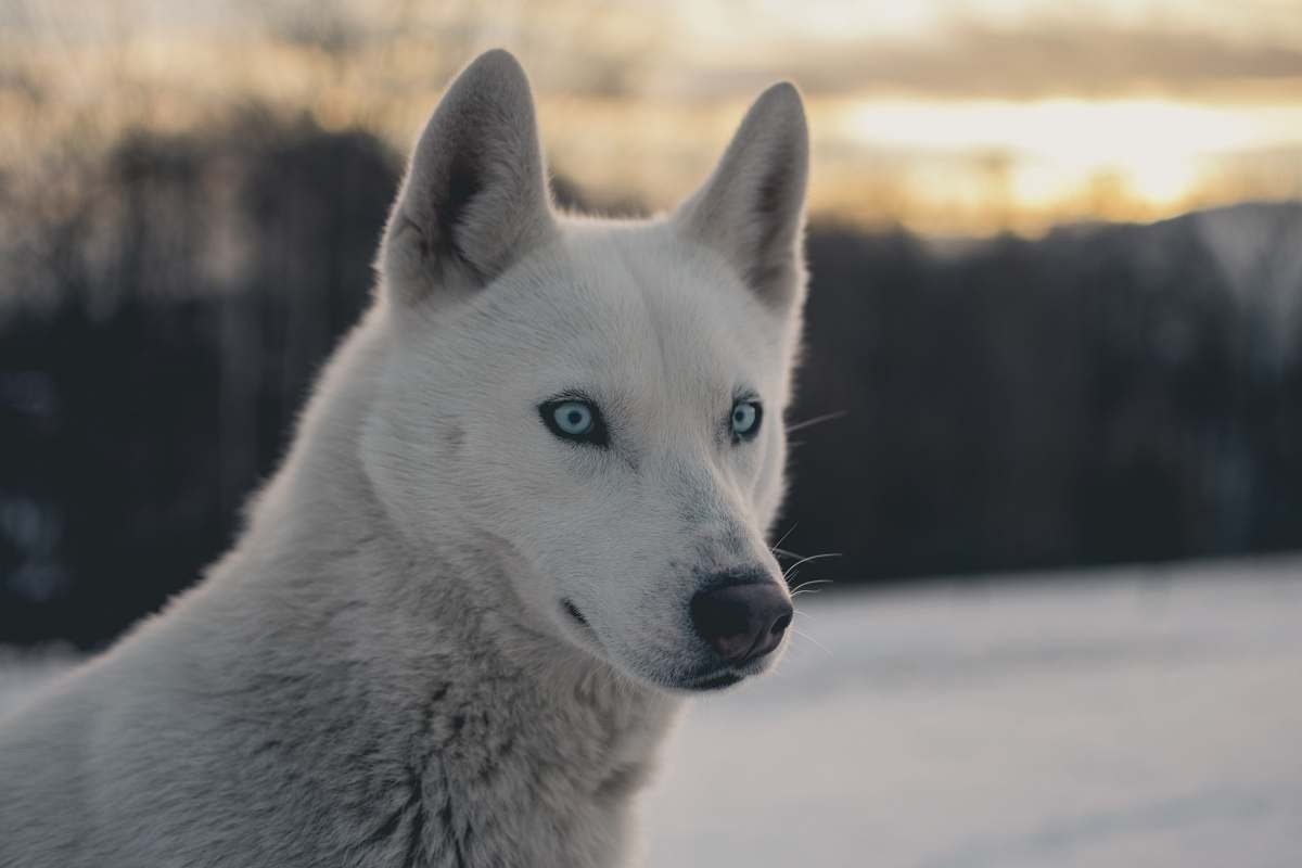 canine white wolf shallow focus photography dog