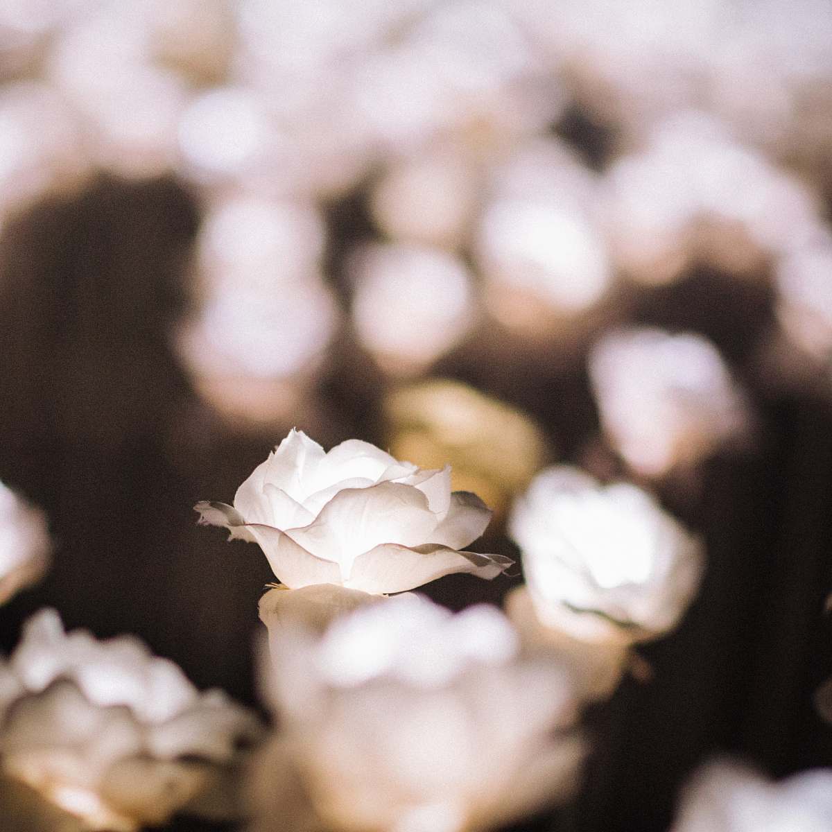 flower close-up photograqphy of white flower food
