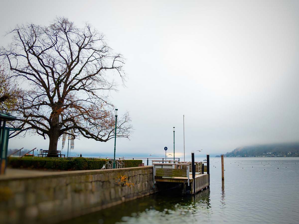 water tree without leaf photograph waterfront
