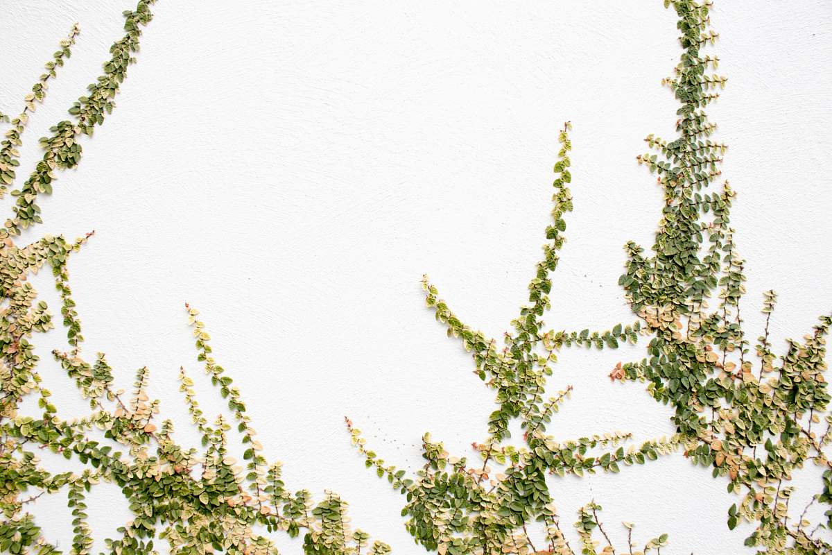 ivy  flora