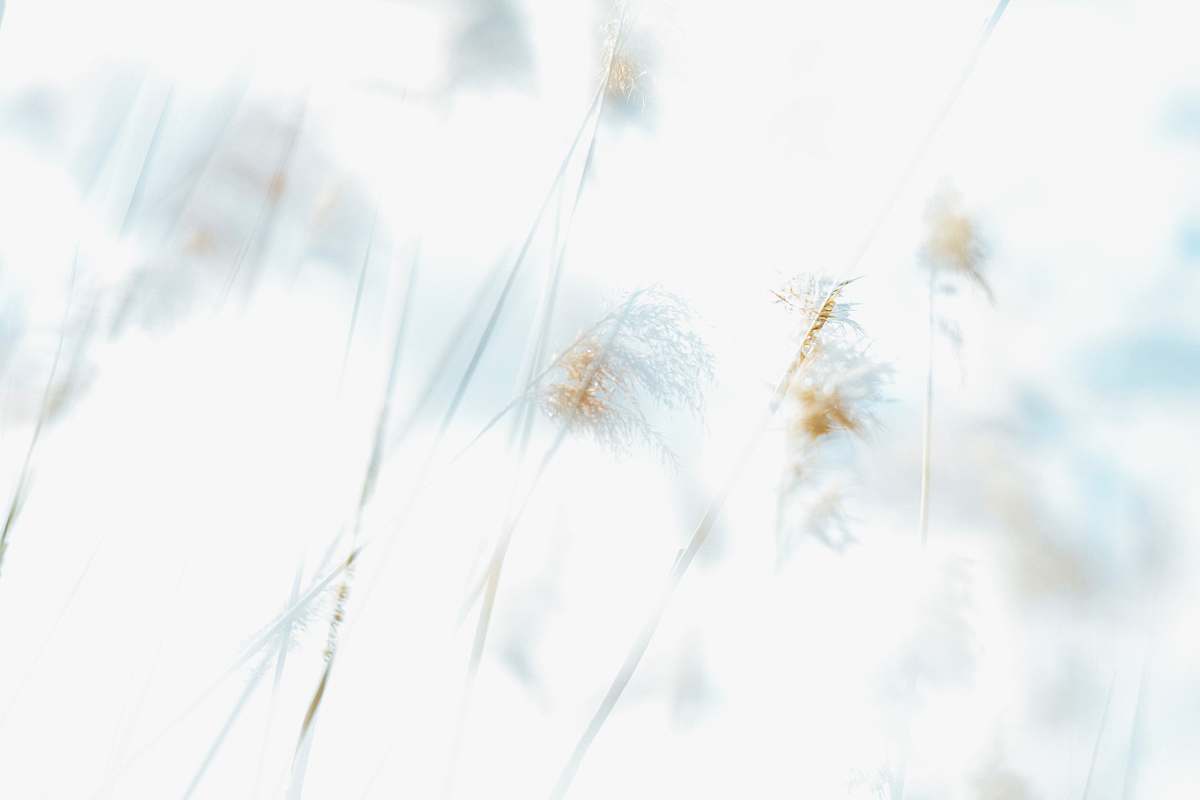 white  grass