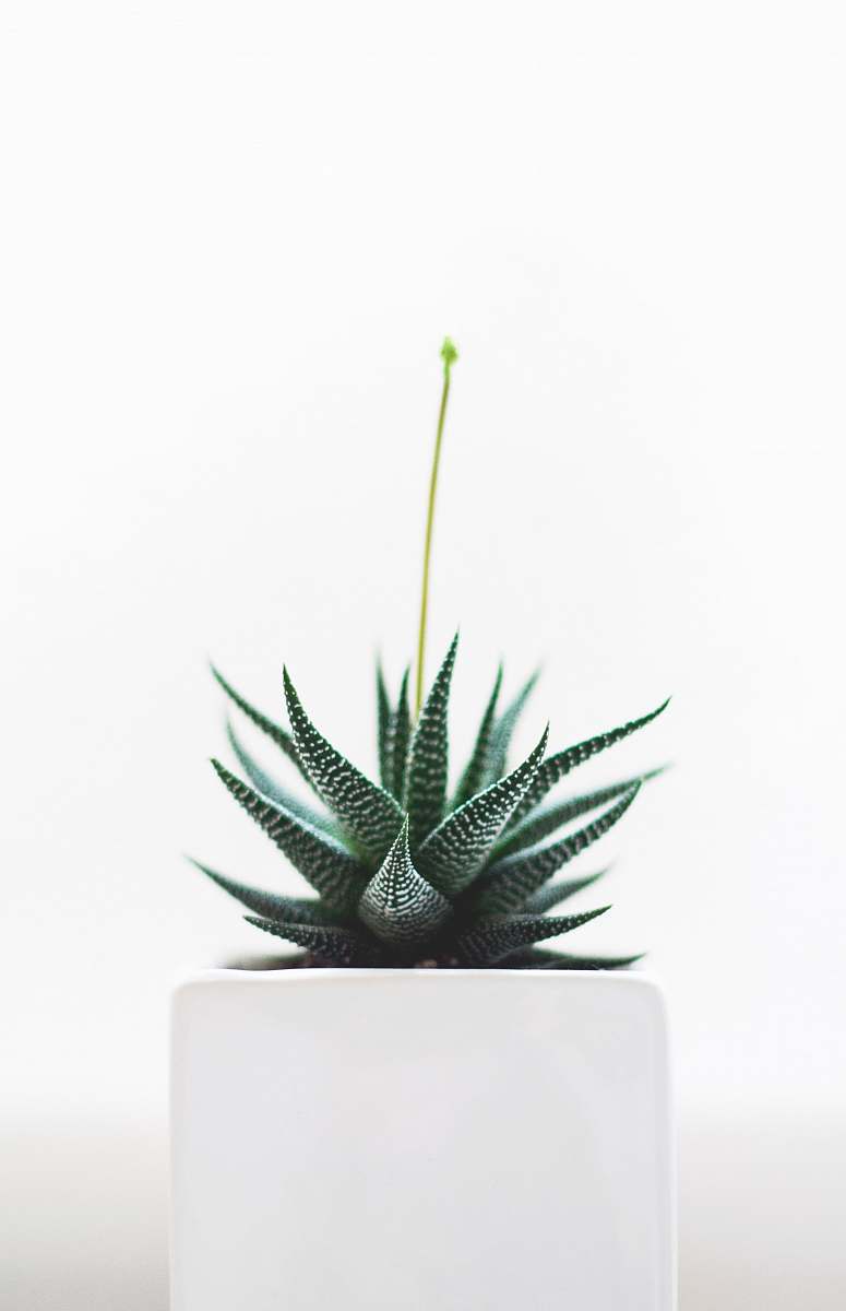 vase Aloe Vera plant on white vase minimal