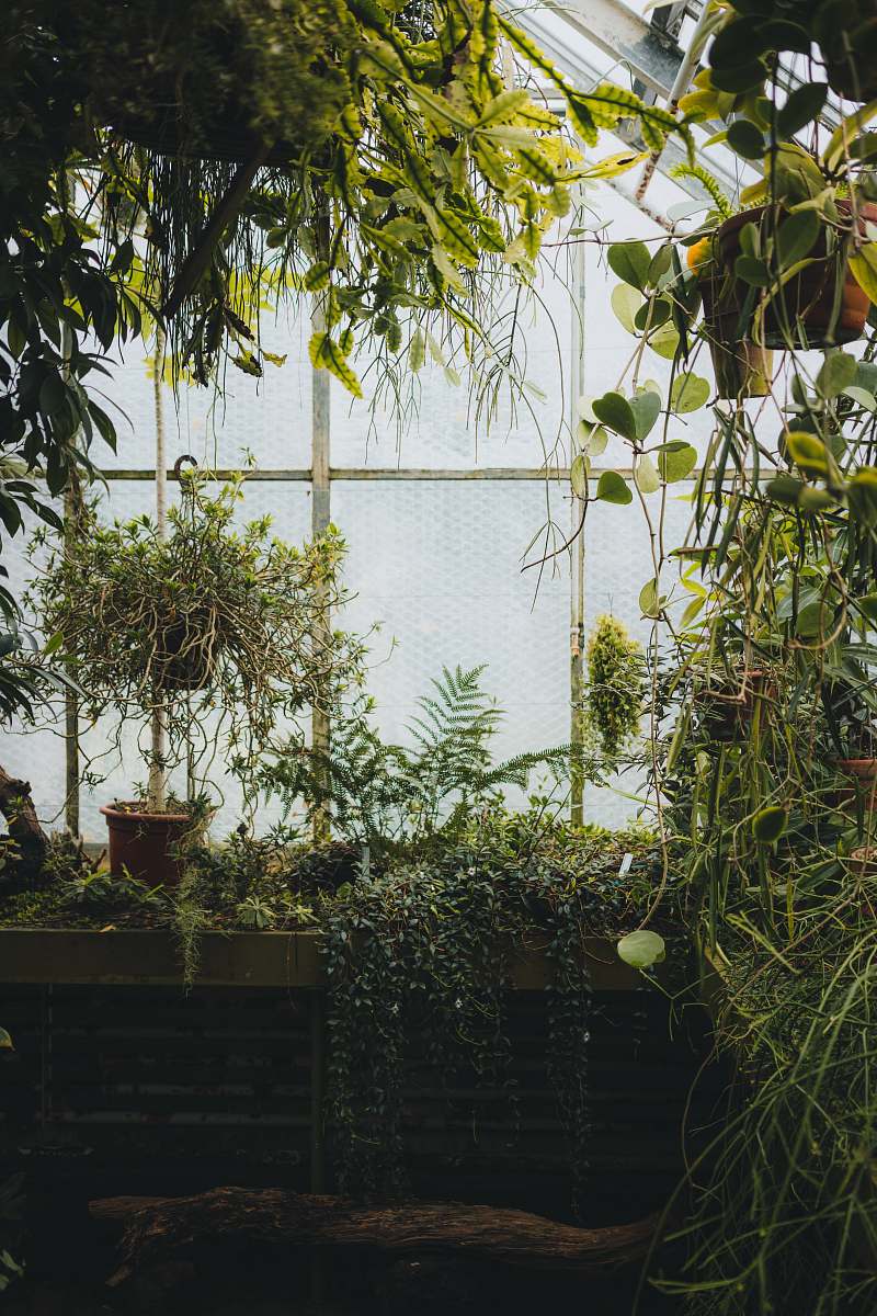 outdoors assorted plants inside greenhouse garden