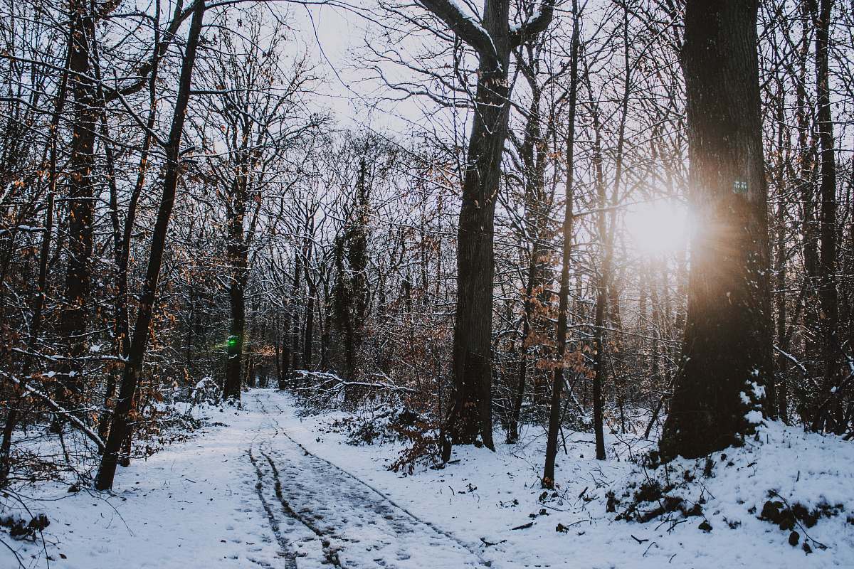 flare bare trees covered with snow light