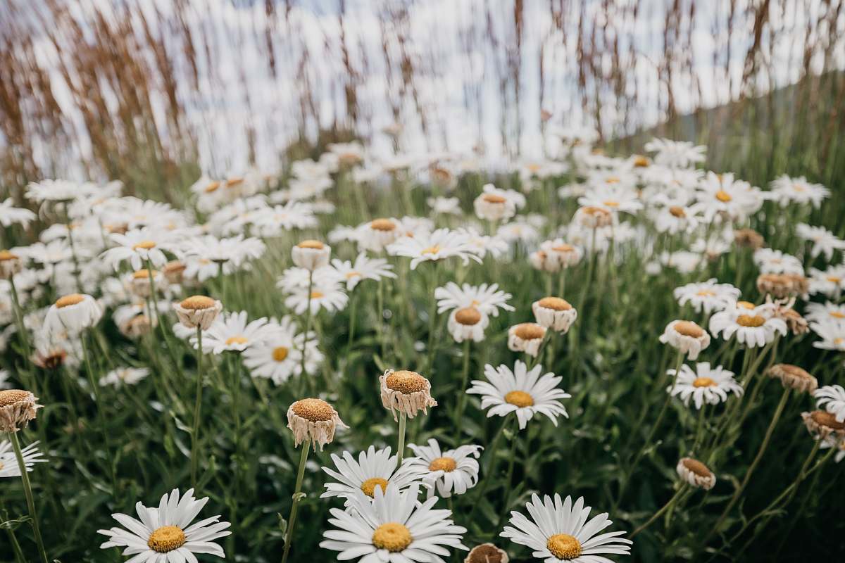 blossom blooming white and yellow daisy flowers daisies