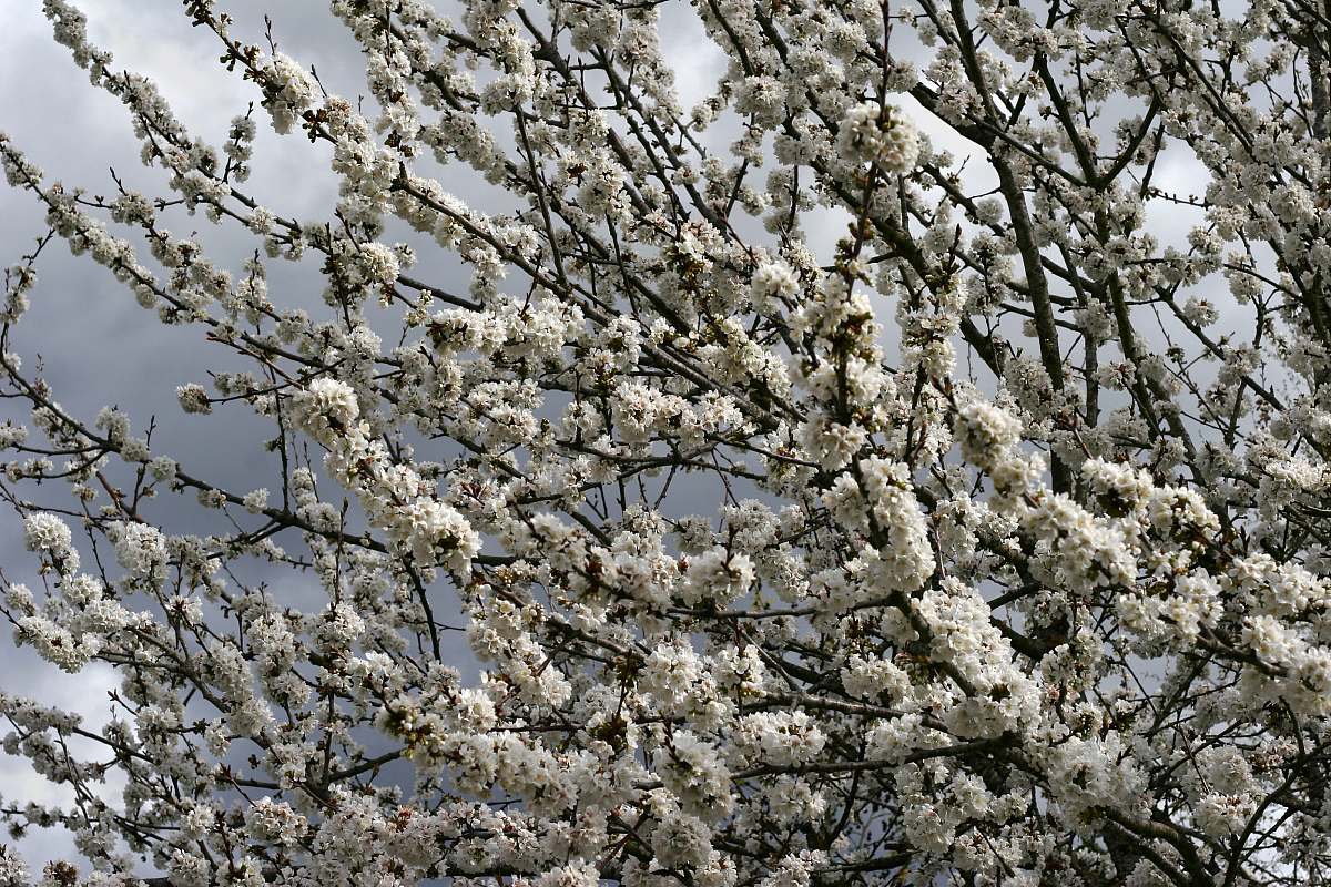 flower blooming white flowering tree blossom