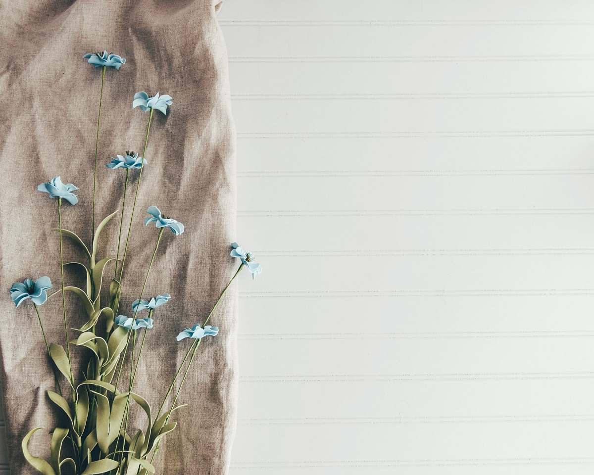 flower blue flowers background
