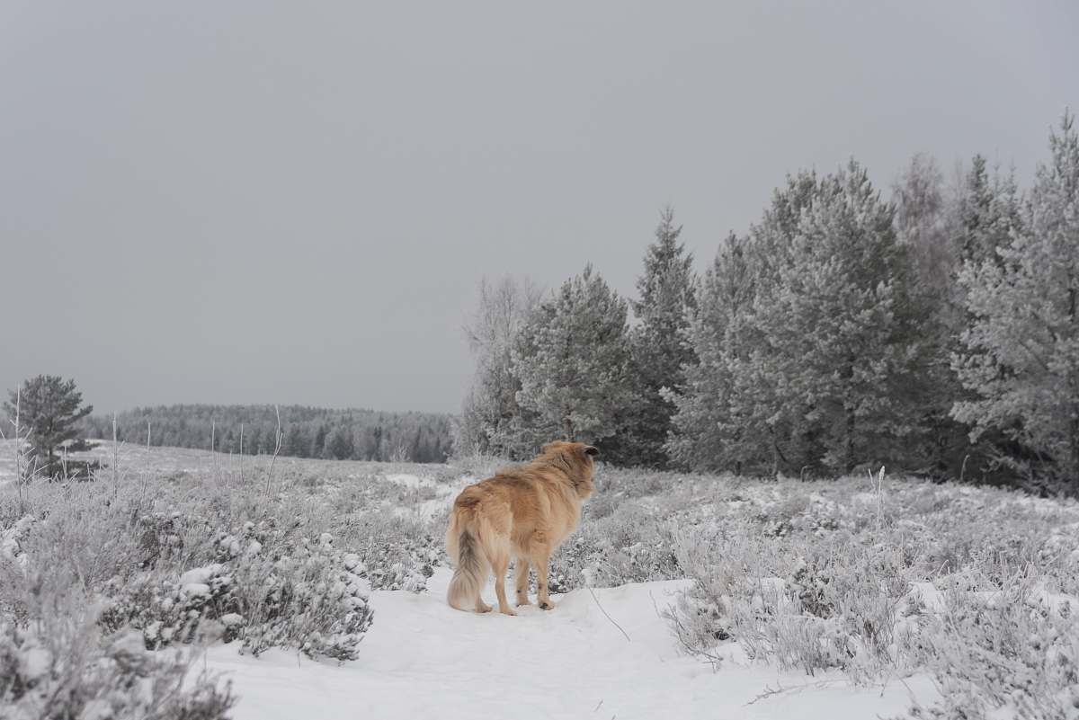 dog brown dog standing on snow covered grass tree
