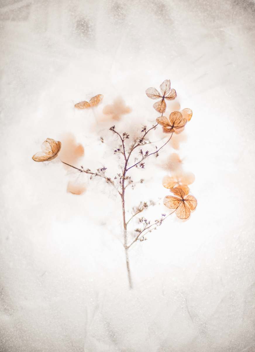 flower brown floral painting floral