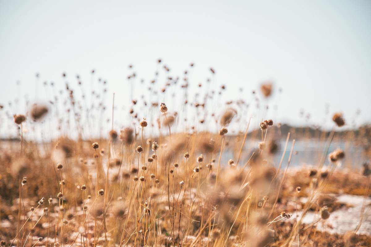 food brown grass grass