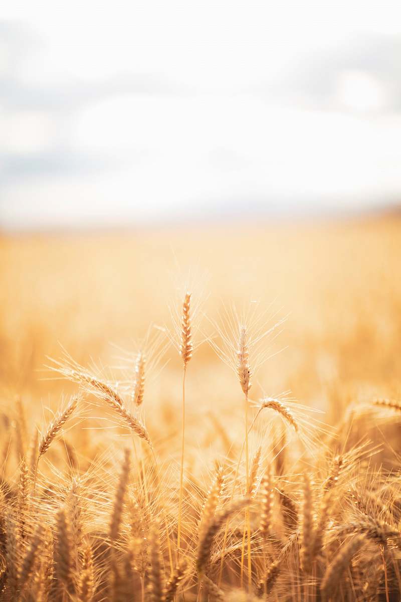 field brown grasses vegetation