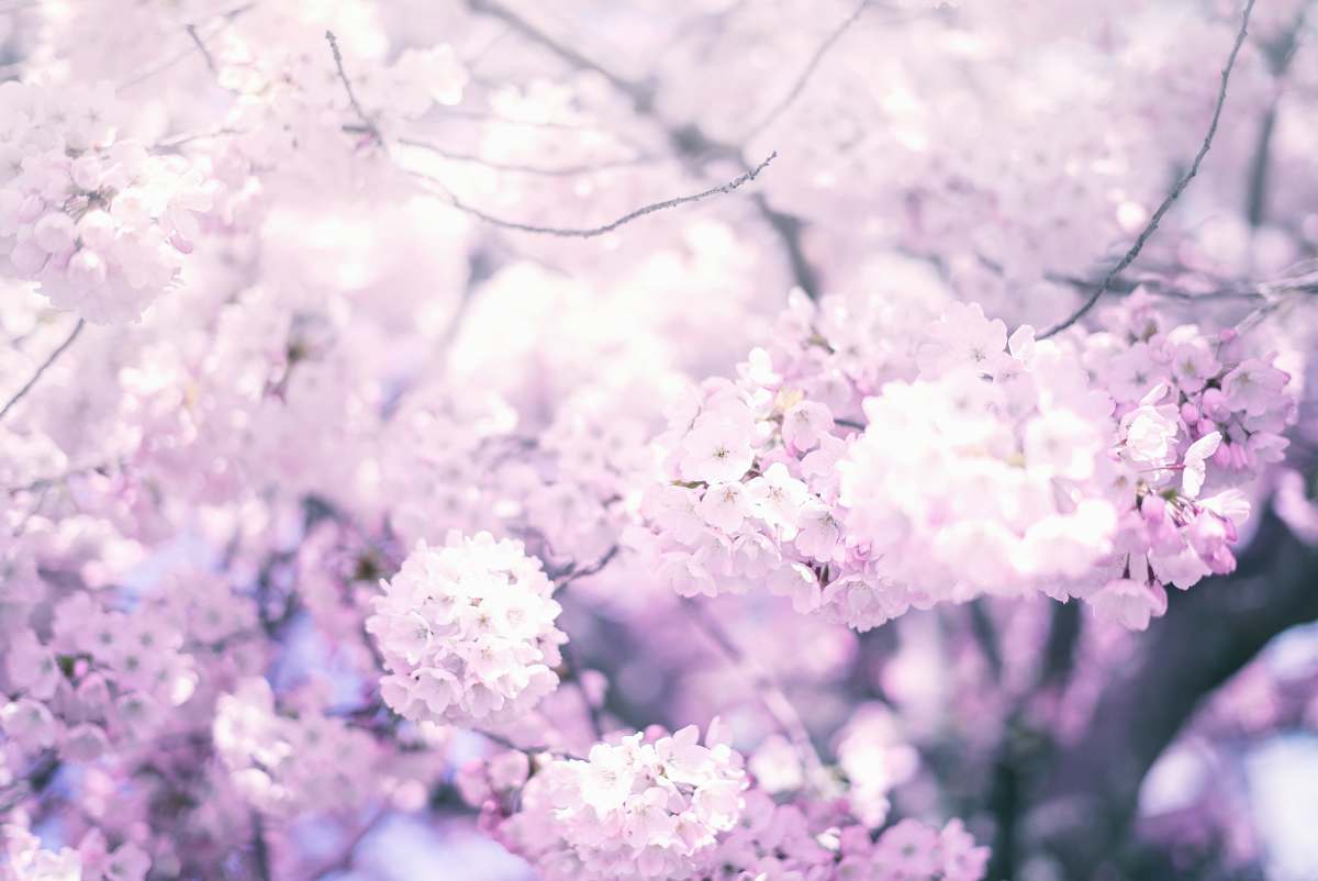 flower cherry blossom tree under blue sky during daytime blossom