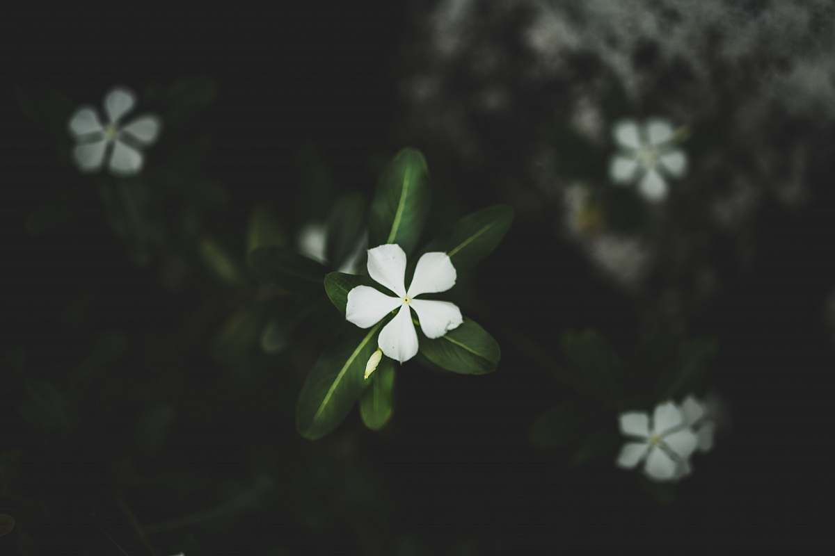 flower close up photo of white petaled flower pāhoa