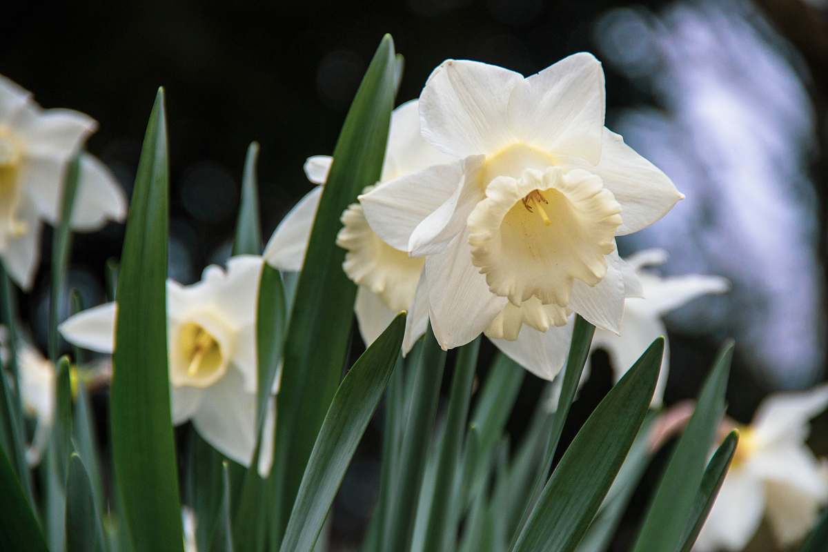 flower close-up photo of white petaled flowers blossom