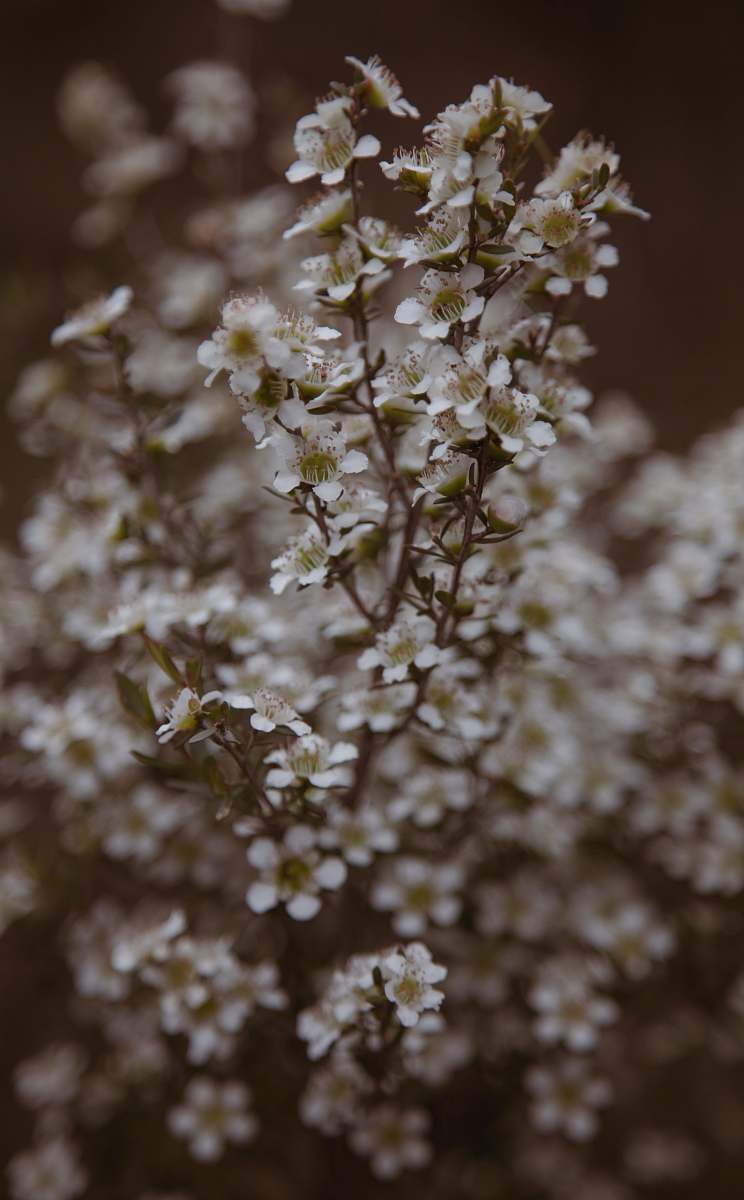 blossom close-up photography of white flowers flower