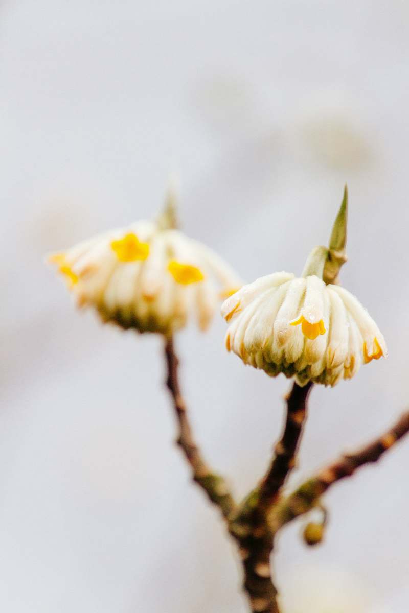 flower close-up photography of white flowers pollen