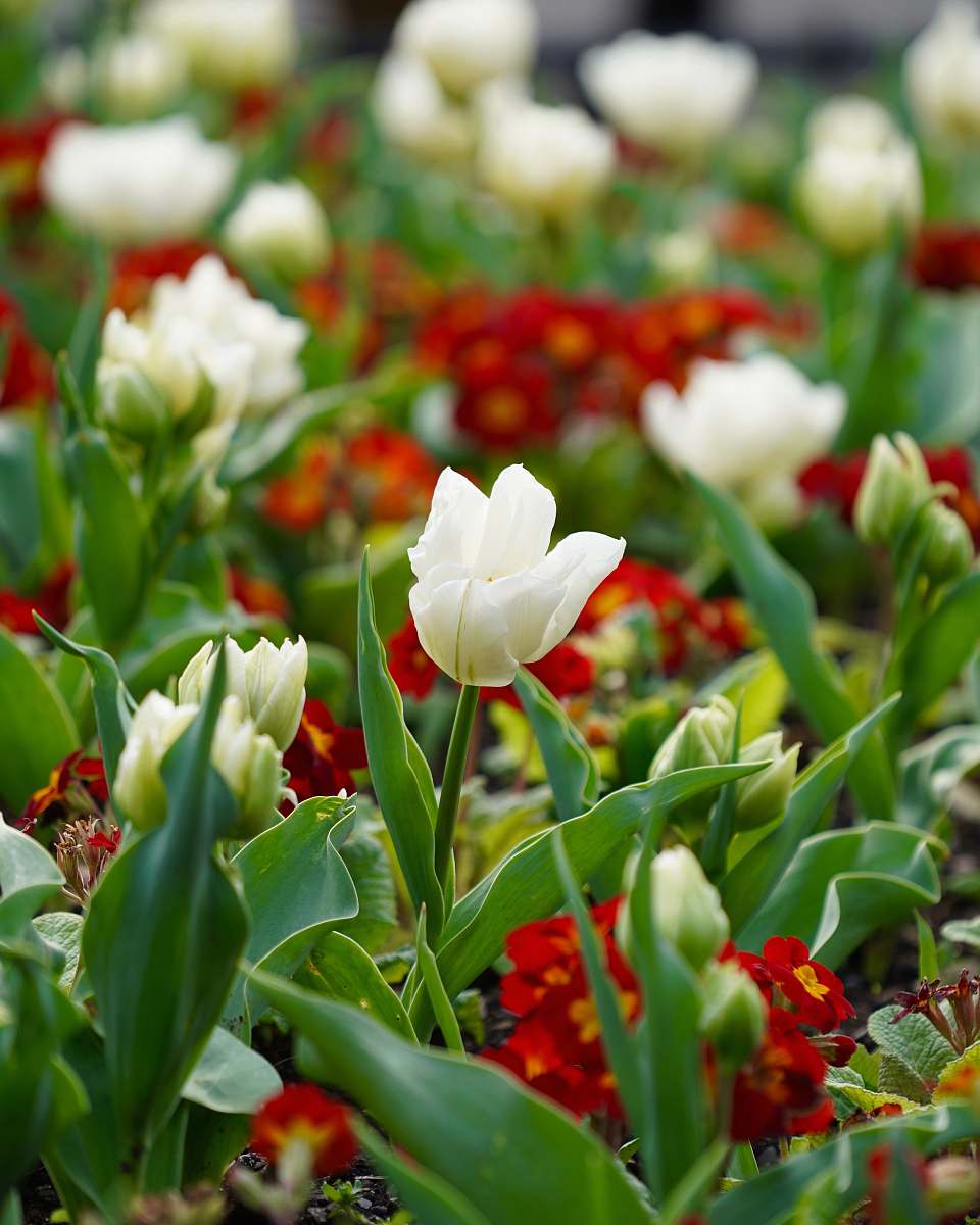 flower closeup photo of white petaled flowers blossom