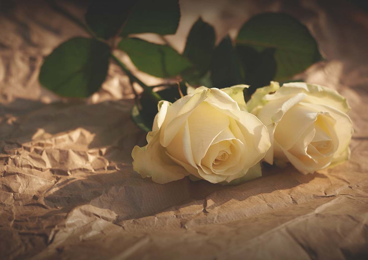 flower closeup photo of white roses rose