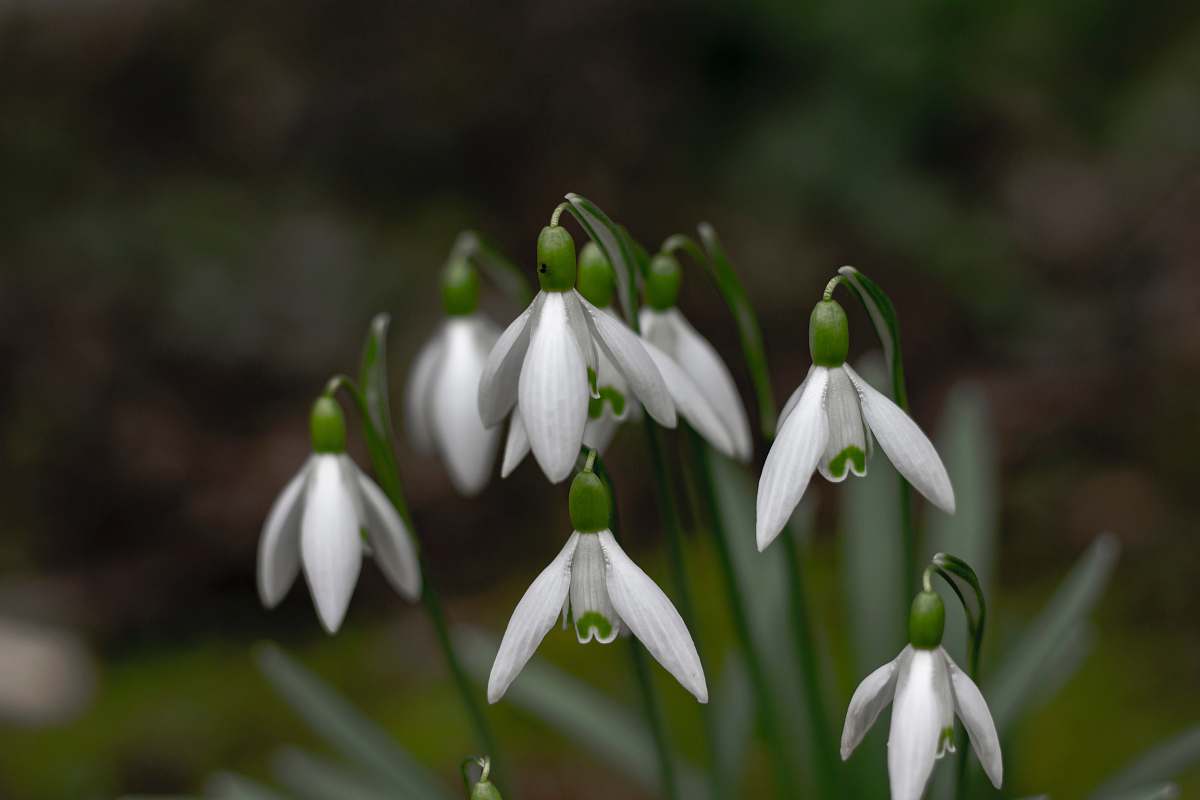 amaryllidaceae closeup photography of white snowdrop flowers blossom