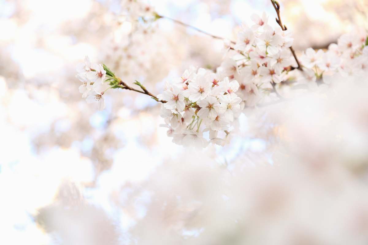 flower closeup photography white cherry blossoms blossom